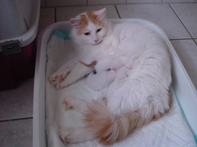 Sidrotul Muntaha Kucing Anggora Cantik Sidrotul Muntaha Kucing Anggora Cantik